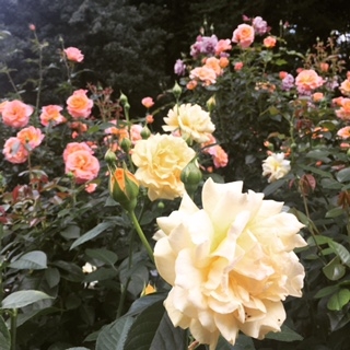 roses in Shemanski park, Portland, OR